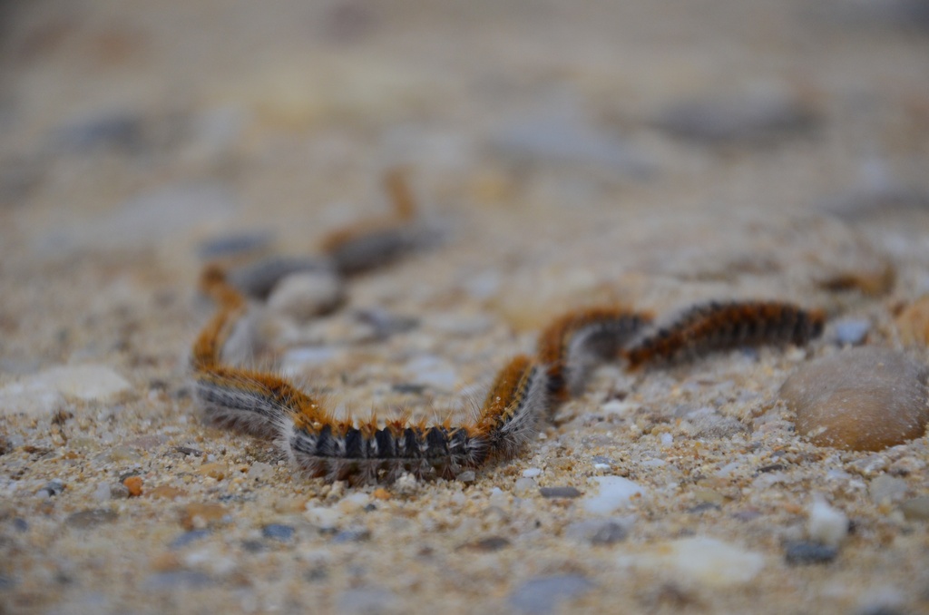 2016-12-10 Bordeaux/Cap Ferret/DSC_0190.JPG